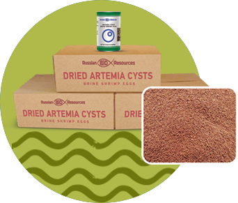 Dried Artemia cysts /Brine Shrimp Eggs